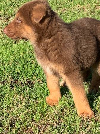 Liver German Shepherd puppies