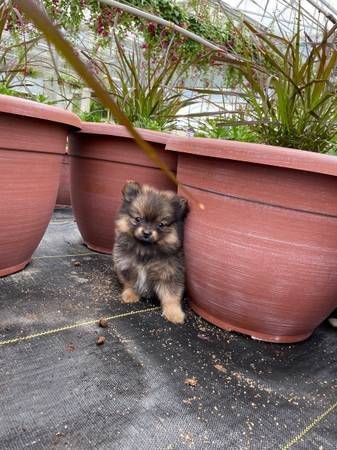 Gorgeous Pomeranian puppies ~@!~!!!