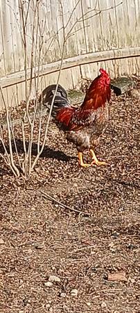 Blue Red Laced Wyandotte Rooster