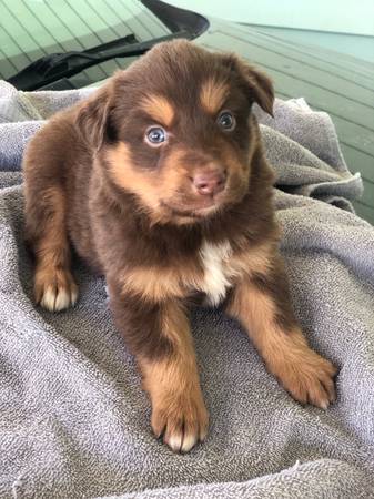 Australian Shepherd Puppies