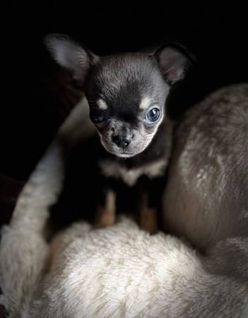 adorable two short nose chihuahua