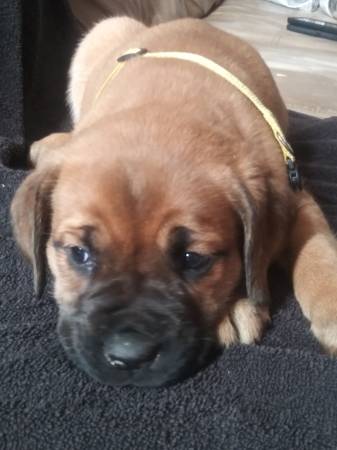 Bull mastiff puppies