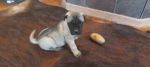 Valentine Mastiffs