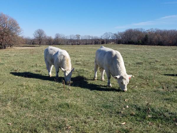 Charolais Bulls