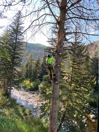 Arborist Services / Trees Cut Down & Bucked