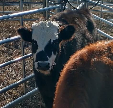 Miniature Cattle