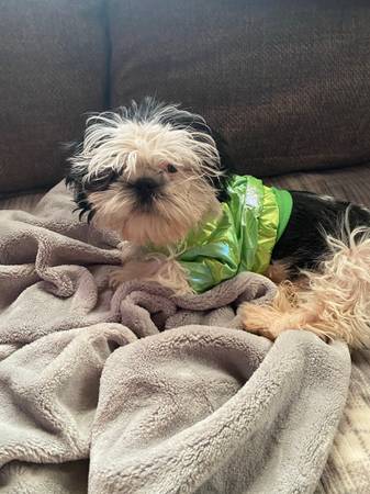 shihzhu