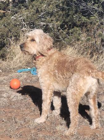 Goldendoodle Stud Service