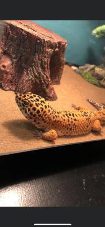 Leopard gecko