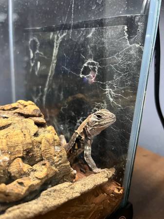 Reptile Rescue & taking unwanted reptiles