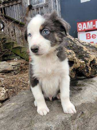 Australian shepherd puppy