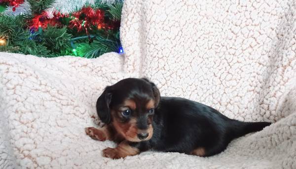 Miniature Dachshund puppy