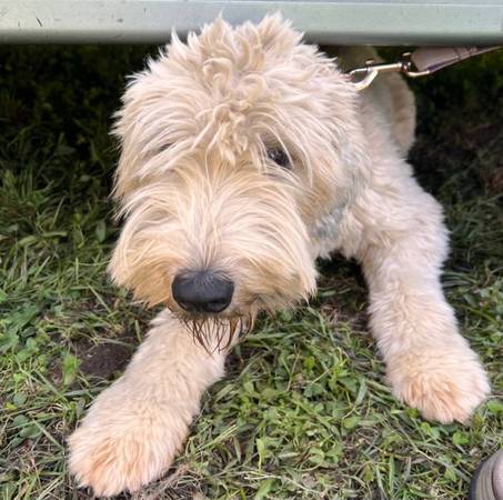 soft coated wheaten