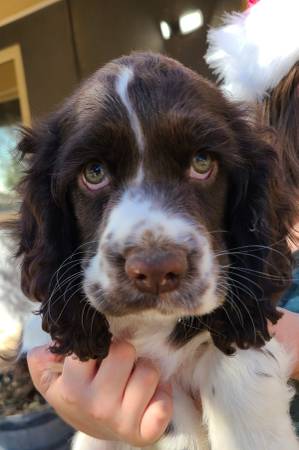 Cocker Spaniels & Springer Spaniel Mix