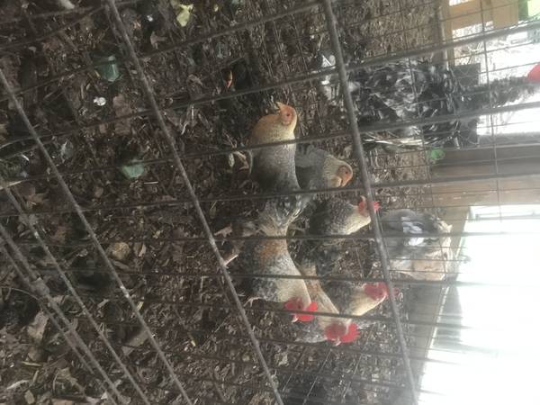 Young Crele Old English Game Bantams