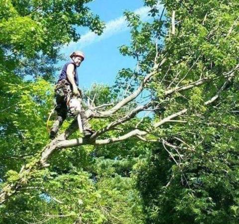 Tree Removal Tree Trimming Best price