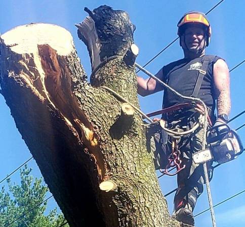 Tree Removal Tree Trimming Best price