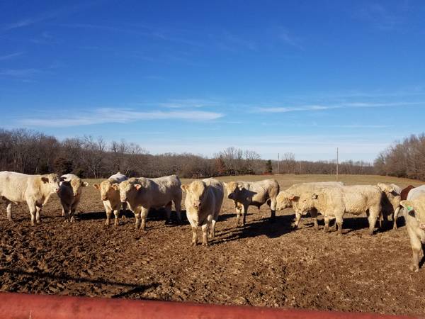 Charolais Bulls