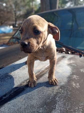 CKC Pitbull/American Bully