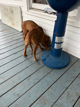 Rhodesian Ridgebacks