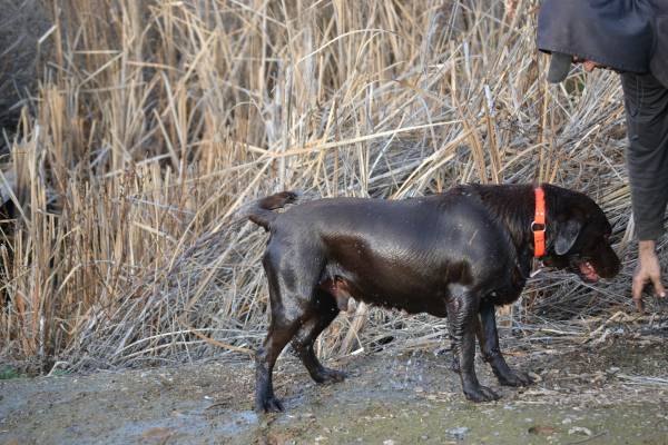 AKC Chocolate Lab Puppies!