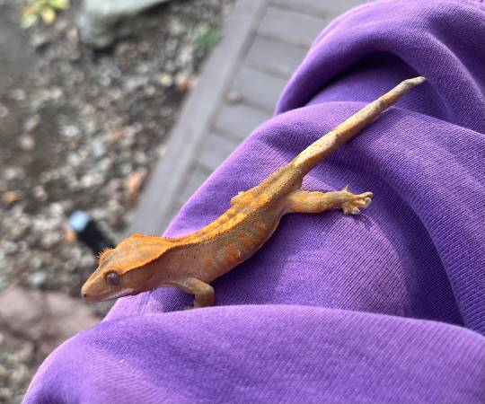 Baby crested geckos!!