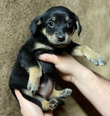 Rescue litters. Lab/shepherd mini Aussie/heelers