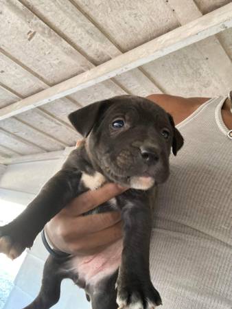 Pitbull puppies. Girls. Need Loving