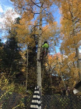 Arborist Services / Trees Cut Down & Bucked