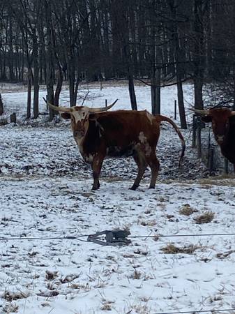 longhorn cows