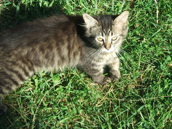 Long haired cat