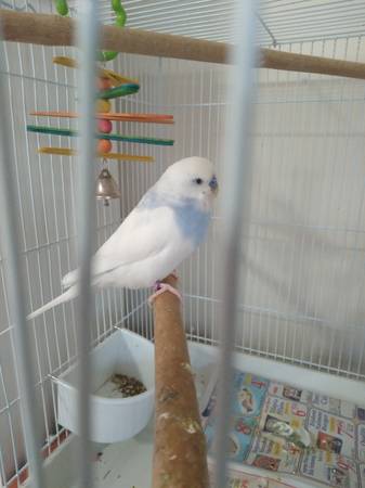 Parakeet (Male) – $15