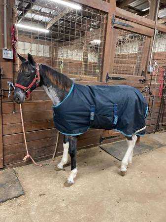 Blue Roan and White registered Tennessee Walking horse