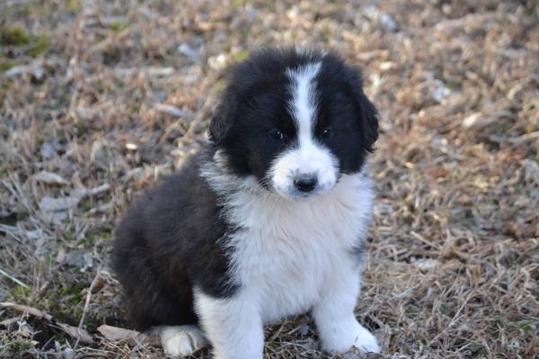 Great Pyrenees/Bernese Mountain Dog Mix