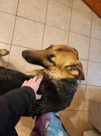 Female German Shepherd