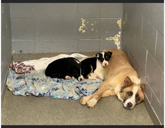 puppies & their mom to be euthanized Thursday