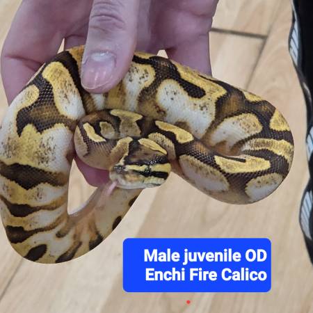 3 ball pythons for rehome