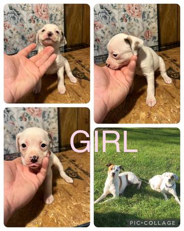 3 hound x shitzu female puppies