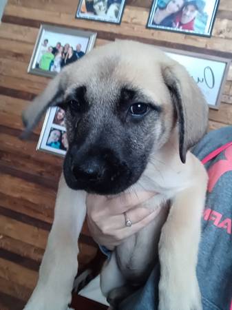 Mastiff/German shepherd puppies