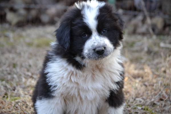 Great Pyrenees/Bernese Mountain Dog Mix