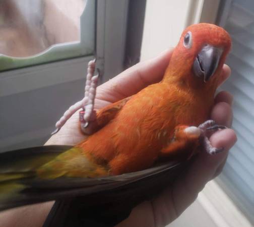 Sun Conures red factors