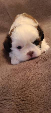 Shih Tzu Puppy