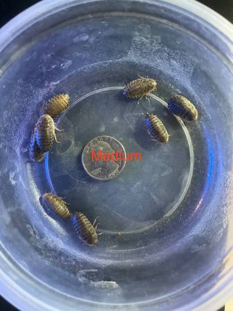 Dubia Roaches