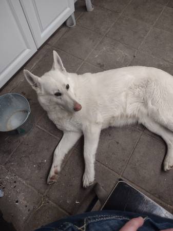 Rehoming a White German Shepherd