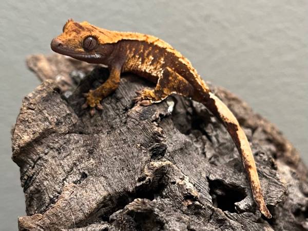 High End Hatchling Crested Geckos