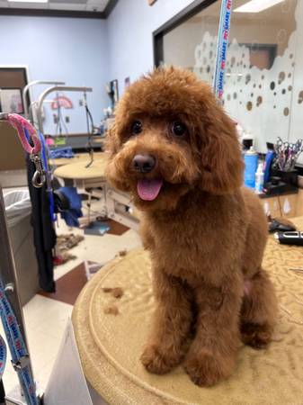 Dog groomer in need of new clientele!