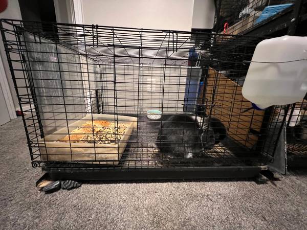 Needing to downsize immediately! Cat, Dog, Rabbits!