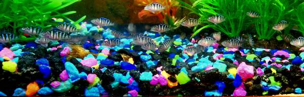 Rehoming African Cichlids