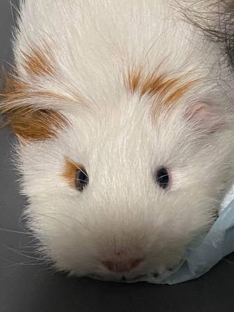 Guinea Pigs Available