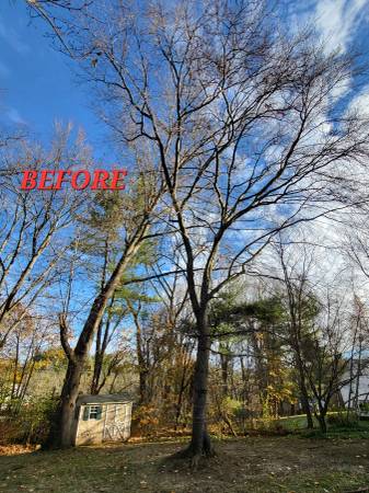 Tree Removal & Trimming Services/ Fall leaf Clean up